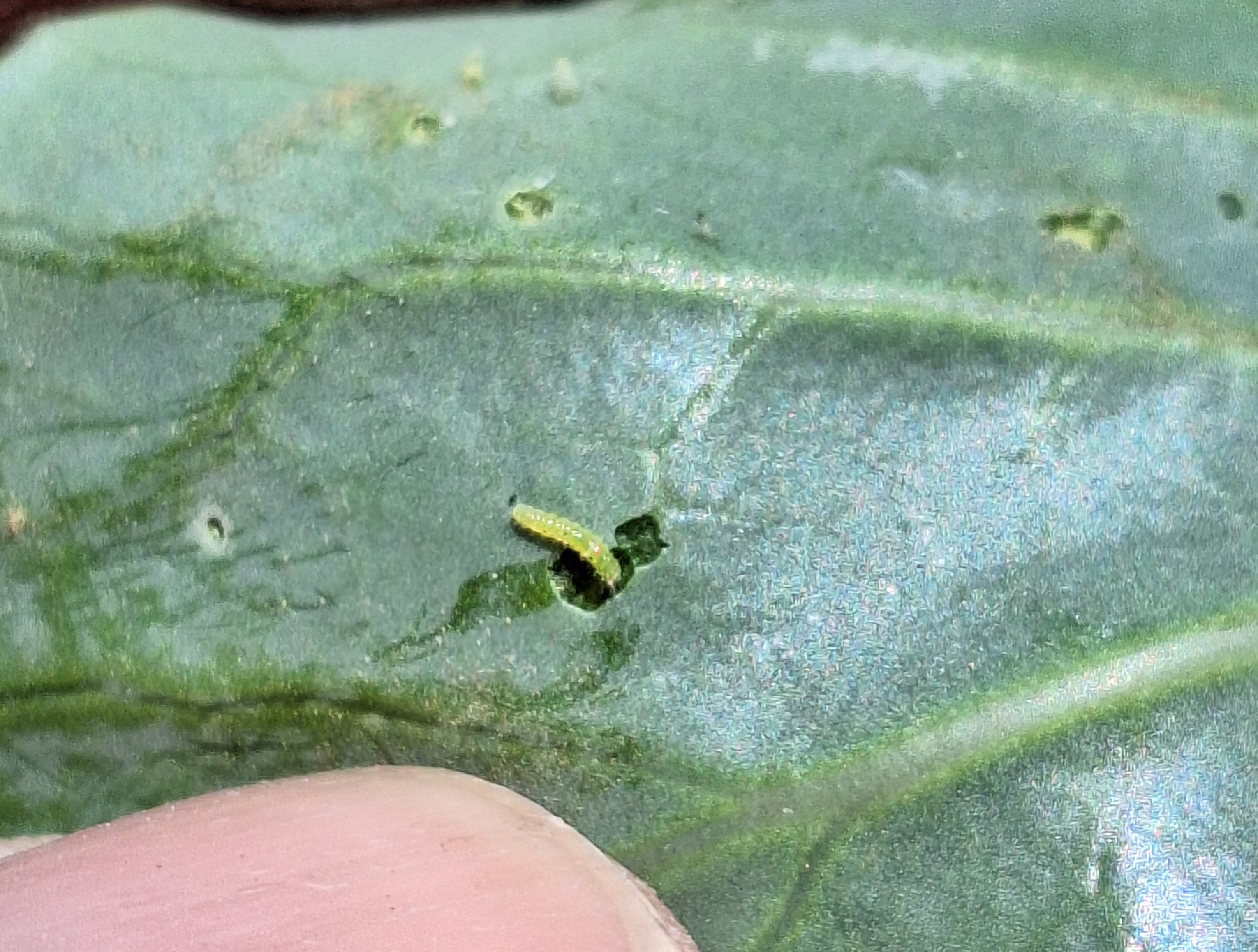 Imported cabbage worm_Ben Werling.jpg